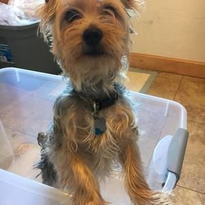 Meet your Posher, Dani